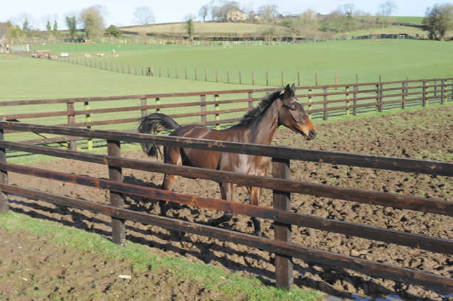 Stud Farm Fencing Stud Farm Fencing