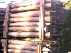 Timber Stakes Timber Stakes